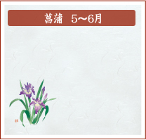 菖蒲　5月～6月