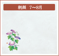 朝顔　7月～8月