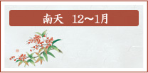 南天　12月～1月