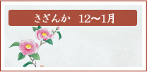 さざんか　12月～1月