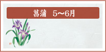 菖蒲　5月～6月