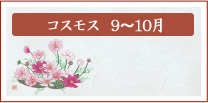 コスモス　9月～10月